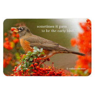 Imán Robin estadounidense con una Pyracantha Pomme