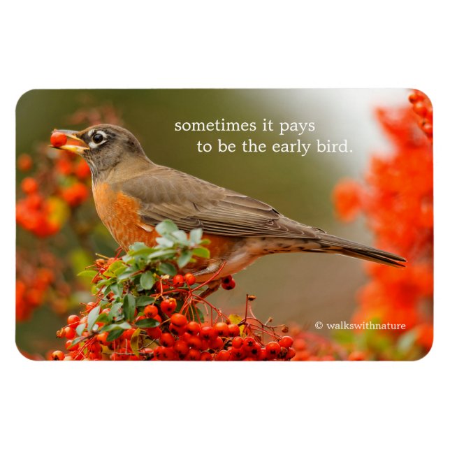 Imán Robin estadounidense con una Pyracantha Pomme (Horizontal)