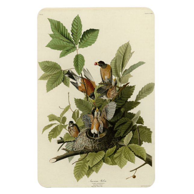 Imán Robin estadounidense de los pájaros de América de  (Vertical)