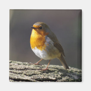 Imán Robin Fridge