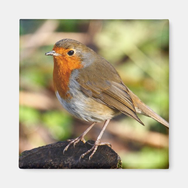 Imán Robin Magnet (Frente)