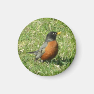 Imán Robin Magnet estadounidense