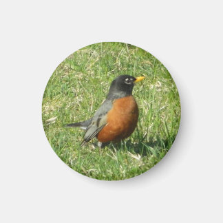 Imán Robin Magnet estadounidense