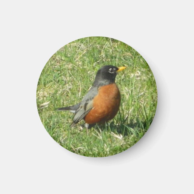 Imán Robin Magnet estadounidense (Frente)
