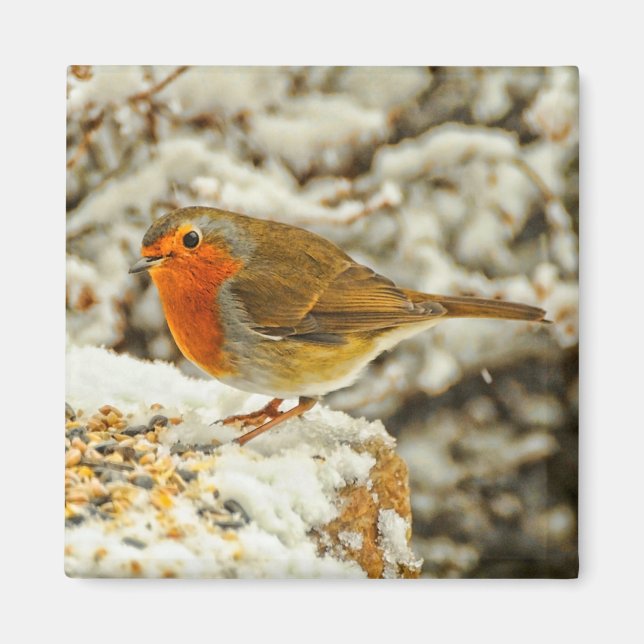 Imán Robin navidades en la nieve de Escocia (Frente)