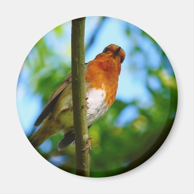 IMÁN ROBINS (Frente)
