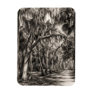 Imán Roble Hammock de la vieja Florida Dibujo en grafit