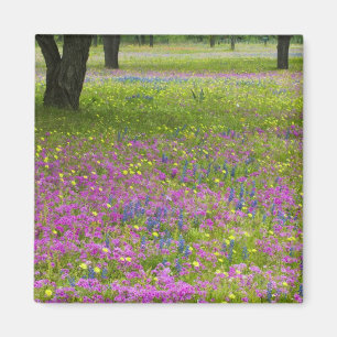 Imán Robles con campo de Phlox, Blue Bonnets