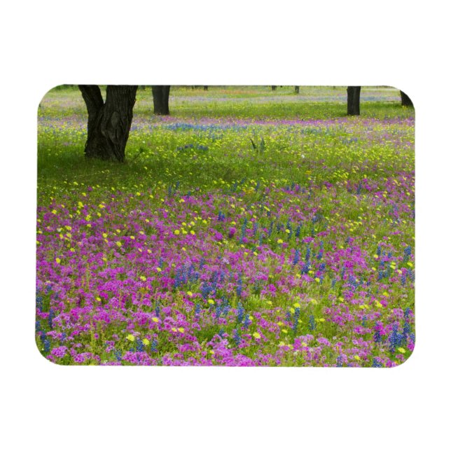 Imán Robles con campo de Phlox, Blue Bonnets (Horizontal)