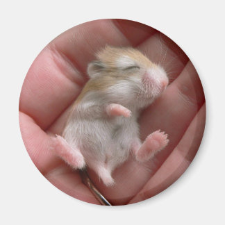 Imán Robo Pup Magnet