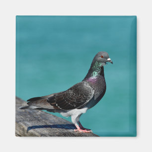 Imán Rock Pigeon