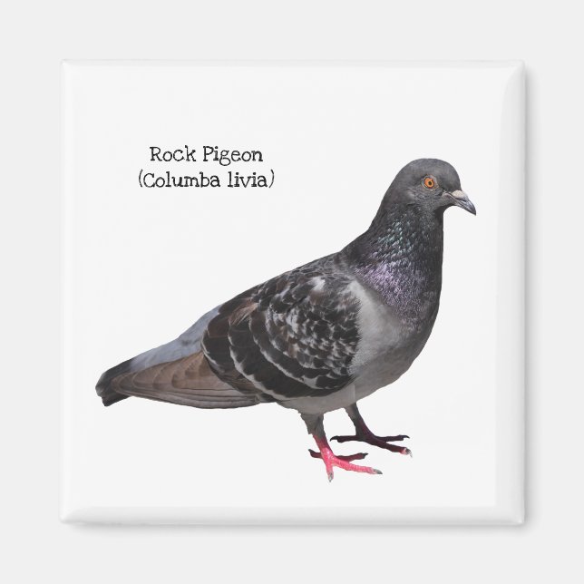 Imán Rock Pigeon (Frente)