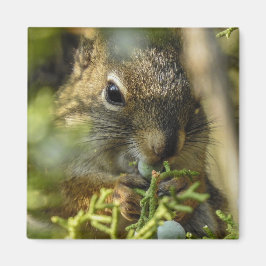 Imán Rock Squirrel Magnet