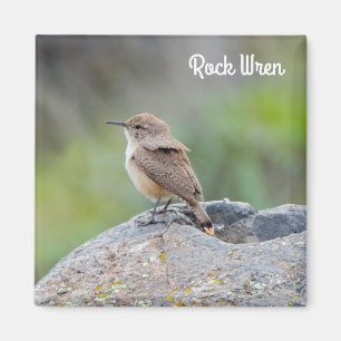 Imán Rock Wren