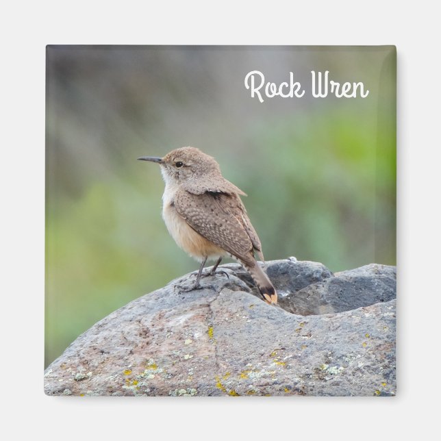 Imán Rock Wren (Frente)