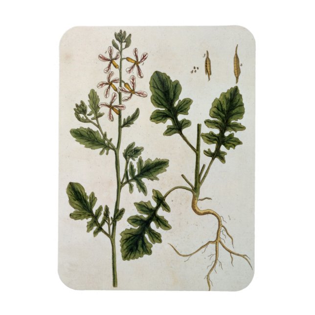Imán Rocket, placa 242 de 'A Curious Herbal', publicar (Vertical)