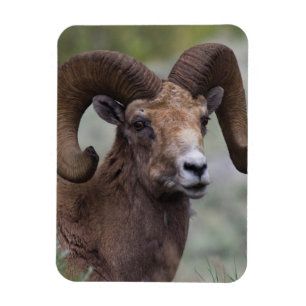 Imán Rocky Mountain Bighorn Ram