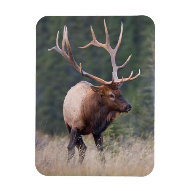 Imán Rocky Mountain Elk (Vertical)