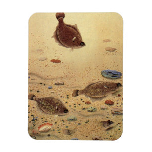 Imán Rodaballos o peces planos, vida marina oceánica vi