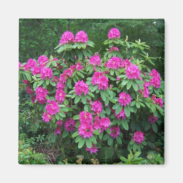 Imán Rododendro del bosque (Frente)
