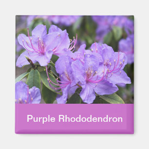 Imán rododendro morado