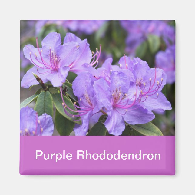 Imán rododendro morado (Frente)