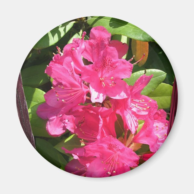 Imán rododendro rosa (Frente)