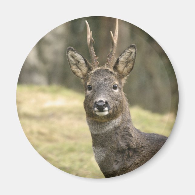 Imán Roe Deer Buck Magnet (Frente)