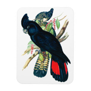 Imán Rojo atado, Cockatoos. negros (de Banksian)