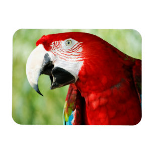Imán Rojo brillante