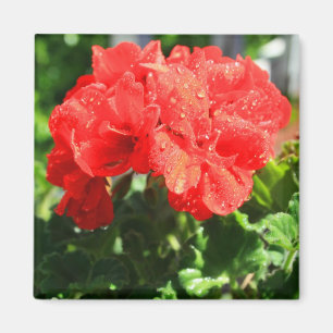 Imán rojo de la flor del geranio