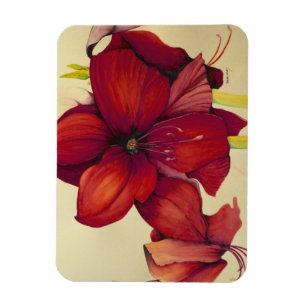 Imán rojo de la foto del Amaryllis del navidad
