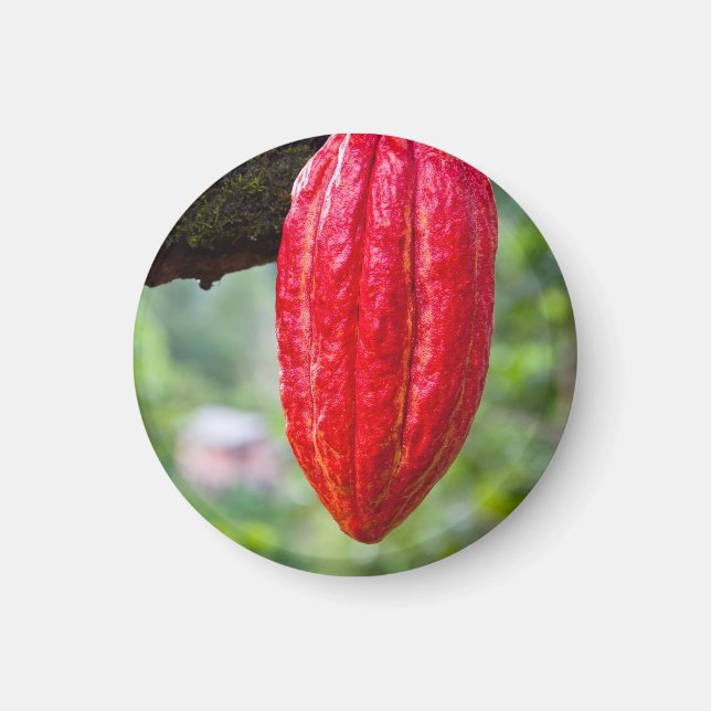Imán rojo de la vaina de cacao (Frente)