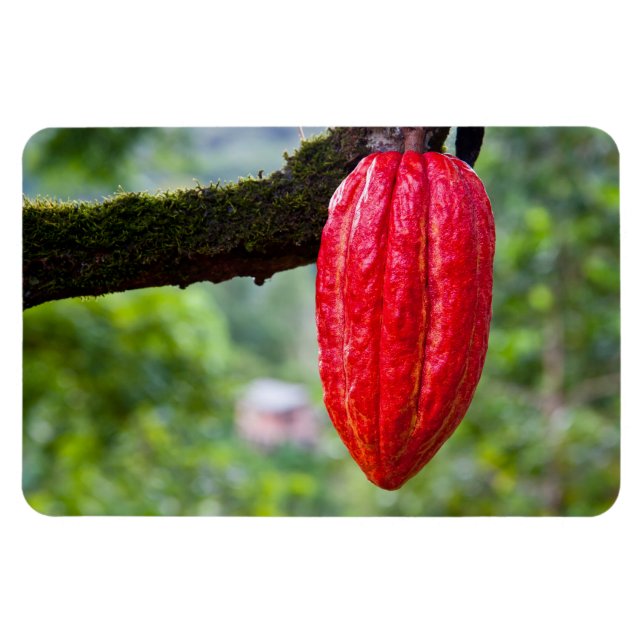 Imán rojo de la vaina de cacao (Horizontal)