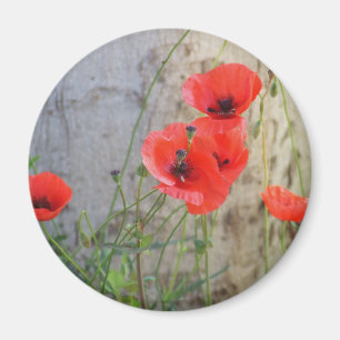 Imán rojo de las amapolas de maíz de campo