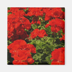 Imán rojo de los geranios