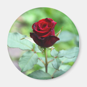 Imán rojo del capullo de rosa