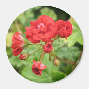Imán rojo del geranio