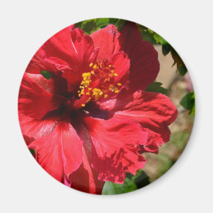 Imán rojo del hibisco