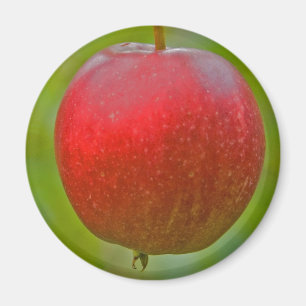 Imán Rojo del verano de Apple