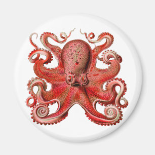 Imán Rojo octopo Haeckel