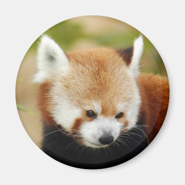 Imán rojo-panda-030 (Frente)