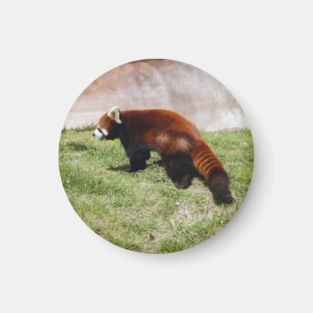 Imán rojo-panda-043 (Frente)