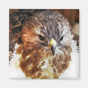 IMÁN ROJO TAILED HAWK