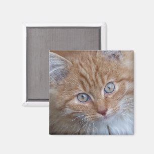 Imán Rojo y blanco, de cabello largo, cara de gato tabb