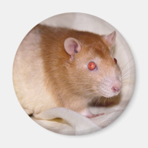 Imán Rolando Magnet