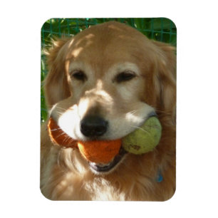 Imán Rompecabezas de Golden Retriever y Pelotas de Teni