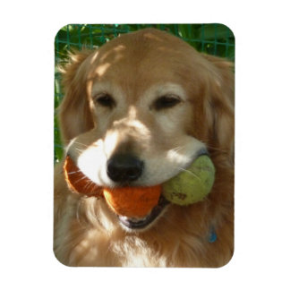 Imán Rompecabezas de Golden Retriever y Pelotas de Teni