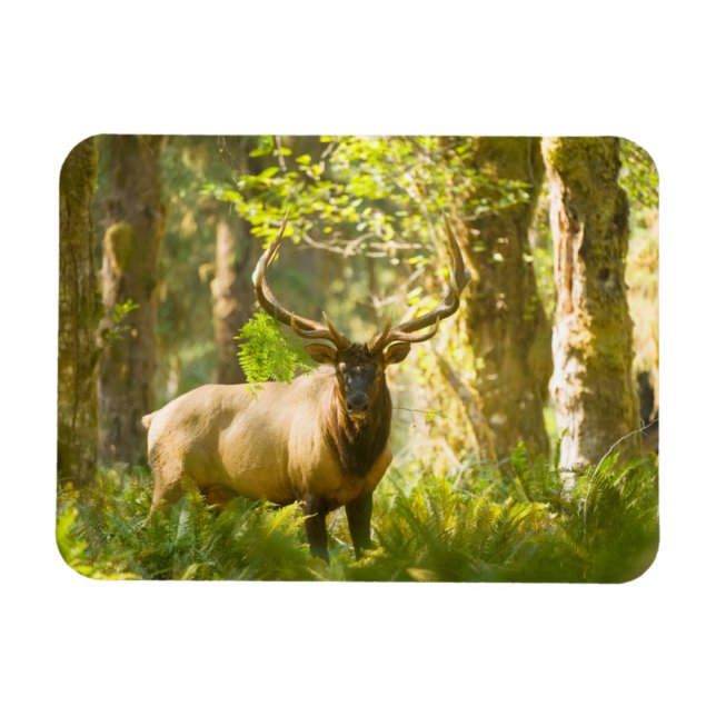 Imán Roosevelt Elk | Parque Nacional Olímpico, Washingt (Horizontal)