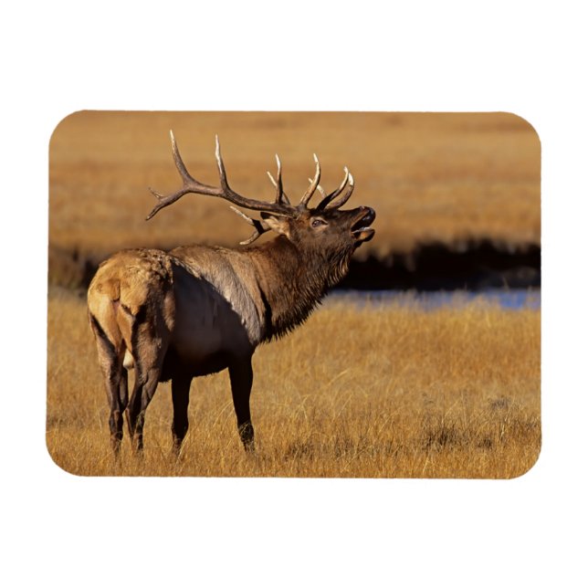 Imán Roosevelt Eull Elk Wyoming (Horizontal)